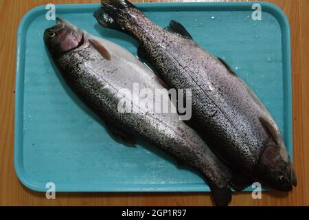 Fische aus der Nähe mit einer grauen oder grauen und silbernen glänzenden Hautschuppen isoliert auf einem blauen Hintergrund. Fisch Haut Textur Muster Hintergrund. Stockfoto