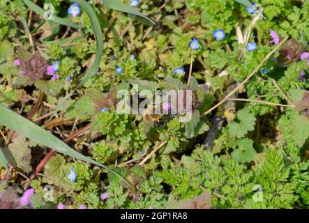 Eine Biene bestäubt eine lila Blume. Frühling blühende Waldwiese. Stockfoto