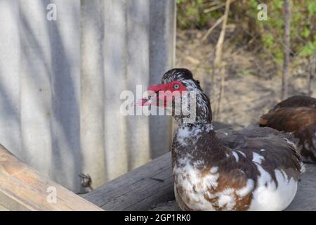 Die Moschus-Ente. Die Wartung von Moschus Enten in einem Haushalt. Stockfoto