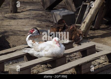 Die Moschus-Ente. Die Wartung von Moschus Enten in einem Haushalt. Stockfoto