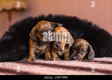 Drei rotbraune brindle Dackel Welpen fühlen sich zärtlich an Und gemütlich in schwarz flauschigen Kragen innen bedeckt Stockfoto