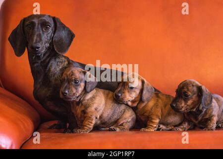 Dackel Hundefamilie der schwarz braunen Mutter und drei brindle braun schwarz Welpen auf orange Couch drinnen Stockfoto