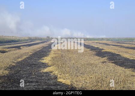 Brennende Spur im Reisfeld. Brennendes Feld in der Landschaft Stockfoto