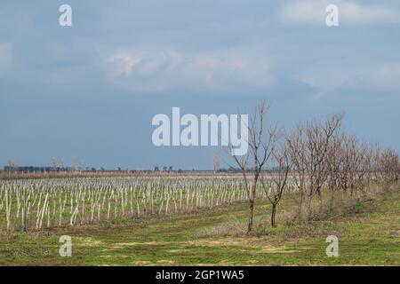 Junge mit Apfelbäumen. Anbau und Pflege von Obstgarten von Apfelbäumen. Stockfoto