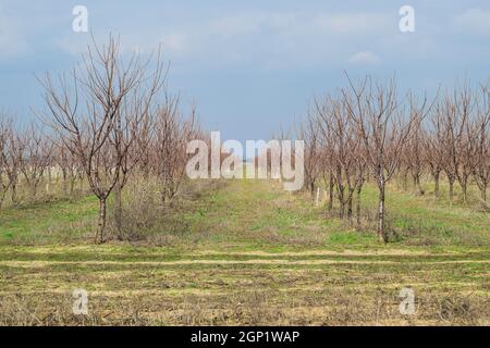 Young Kirschgarten. Anbau und Pflege von Obstgarten von Kirschbäumen. Stockfoto