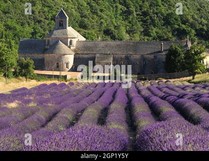 Blühendes Lavendelfeld vor der alten Abtei Abbaye De Senanque in der Hochebene Vaucluse bei Valensole Frankreich an Einem schönen Sommertag Stockfoto