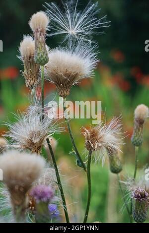 Cirsium arvense oder schleichende Distel ist eine mehrjährige Blütenpflanze aus der Familie der Asteraceae. Es ist auch bekannt als Kanada Distel A Stockfoto