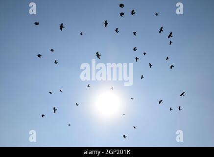 Silhouette einer Schafherde Amsel durch eine surreale Abendhimmel mit einem feurigen Sonne fliegen. Stockfoto