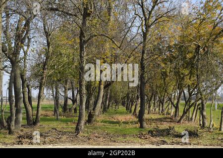 Der Wald entlang der Straße im Herbst. Vergilbten Blätter an den Ästen. Stockfoto