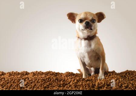 Chihuahua auf Haufen von trockenen Hundefutter Kroketten Blick auf isolierten grauen Hintergrund. Vorderansicht. Horizontale Zusammensetzung. Stockfoto
