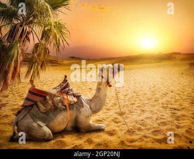 Kamel ruht unter einer Palme in der Wüste von Ägypten Stockfoto