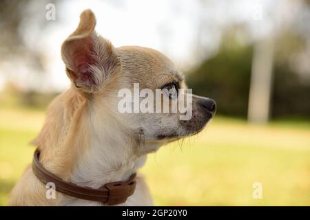 Nahaufnahme des Seitenkopfes von chihuahua im Park, der aufmerksam aussieht. Horizontale Zusammensetzung. Stockfoto