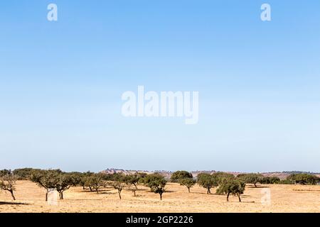 Landschaft mit Korkeichen im Alentejo, Portugal, Landschaft mit Korkeichen im Alentejo, Portugal Stockfoto