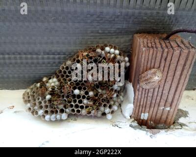 Ein Nest von Wespen polystyles unter dem Dach des Hauses. Nest Zellen mit Larven und erwachsenen Wespen. Stockfoto