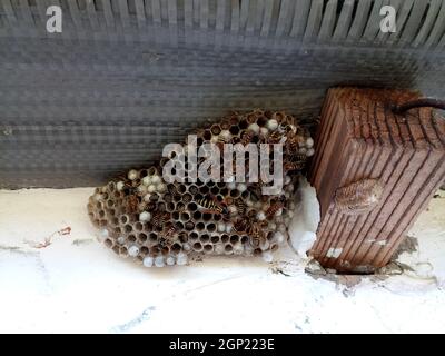 Ein Nest von Wespen polystyles unter dem Dach des Hauses. Nest Zellen mit Larven und erwachsenen Wespen. Stockfoto