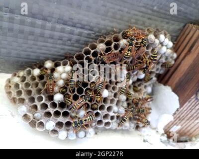 Ein Nest von Wespen polystyles unter dem Dach des Hauses. Nest Zellen mit Larven und erwachsenen Wespen. Stockfoto