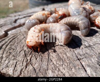 Nashorn Käfer, Nashorn Käfer Larven auf einem alten Holz stumpf. Große Larven ein Nashorn Käfer. Stockfoto