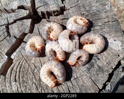 Nashorn Käfer, Nashorn Käfer Larven auf einem alten Holz stumpf. Große Larven ein Nashorn Käfer. Stockfoto