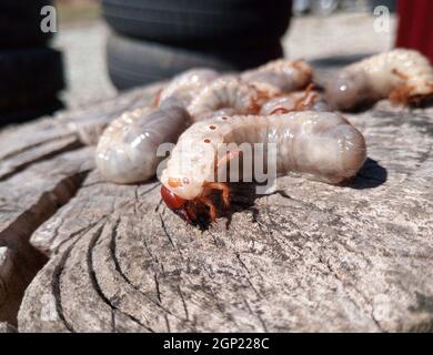 Nashorn Käfer, Nashorn Käfer Larven auf einem alten Holz stumpf. Große Larven ein Nashorn Käfer. Stockfoto