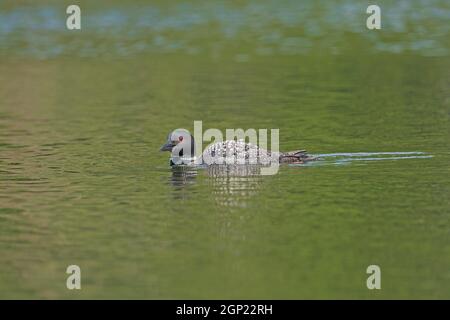 Gemeiner Loon patrouilliert auf einem North Woods Lake in Sylvania Wildnis in Michigan Stockfoto
