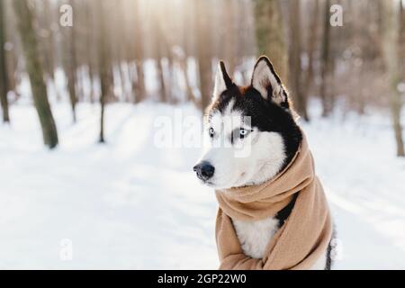 Husky in einem Schal in einem verschneiten Wald gewickelt. Hochwertige Fotos Stockfoto