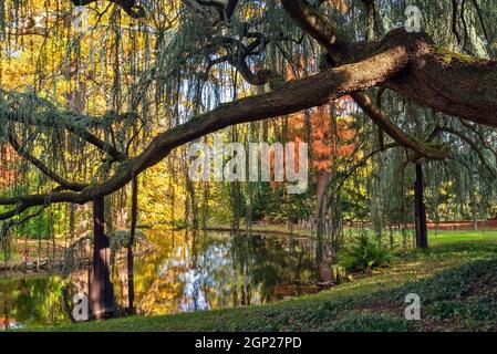 Majestätische weinende blaue Atlas-Zeder im Arboretum Vallee aux Loups in der Nähe von Paris Frankreich Stockfoto