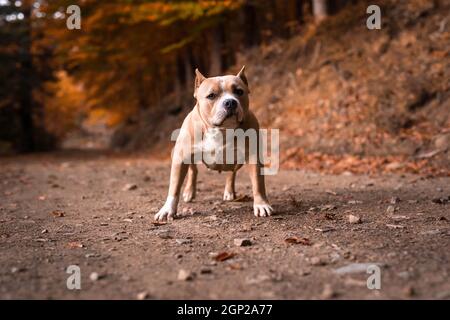 American bully weiblichen stehend auf der Garten im Herbst Stockfoto