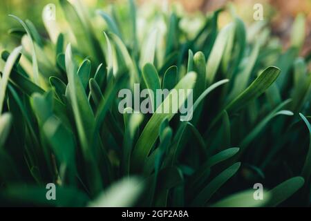 Kleine frische grüne Knoblauchblätter mit Makro-Effekt. Hochwertige Fotos Stockfoto