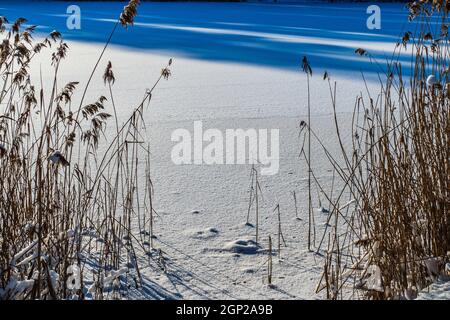 Trockenes Schilf unter Schnee im kalten Winter in der Nähe von Frozen Lake. Stockfoto