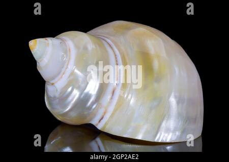Einzelne Perlmuschel aus Turban Schnecke auch bekannt als Turbinidae isoliert auf schwarzem Hintergrund, Spiegelreflexion Stockfoto