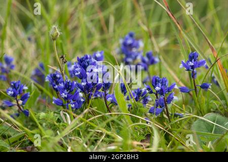 Nahaufnahme der blauen Polygala vulgaris / Gemeine Milchwürzeblüte auf Morgans Hill, einem Standort von spezial Scientific Interest (SSSI), Wiltshire, England, Großbritannien Stockfoto