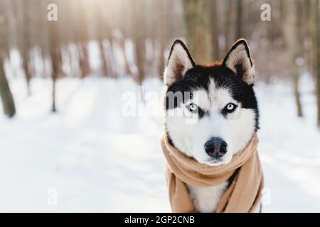 Husky in einem Schal in einem verschneiten Wald gewickelt. Hochwertige Fotos Stockfoto