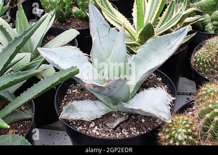 Eine Aloe-Pflanze, die zwischen verschiedenen Kakteen und Sukkulenten gemischt wird. Stockfoto