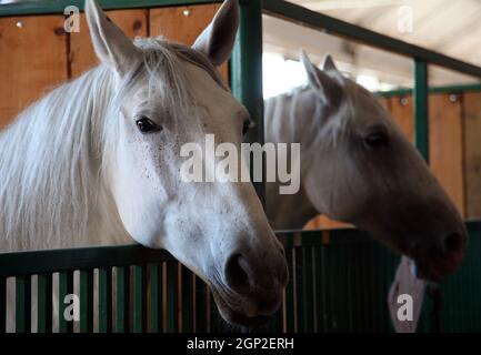 Pferde auf der Messe in Bjelovar, Kroatien ausgestellt Stockfoto