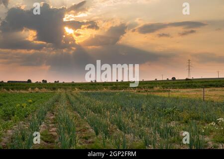 Zwiebel wächst auf dem Feld auf ökologischen Plantagen in Polen Stockfoto