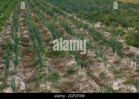 Zwiebel wächst auf dem Feld auf ökologischen Plantagen in Polen Stockfoto