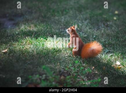 Rotes Eichhörnchen auf dem Rasen im Park. Das Eichhörnchen stieg vom Baum auf den Boden. Stockfoto