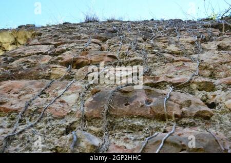 Die Wurzeln der Weinstöcke werden an einer Steinmauer erstickt. Stockfoto