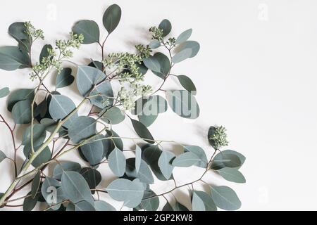 Dekorativer Rahmen, Ecke aus grünen Eucalyptus popus Blättern und Ästen isoliert auf weißem Tischhintergrund. Moderne florale Komposition. Natürlich Stockfoto