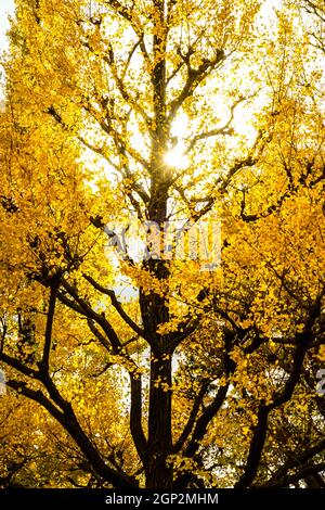 Ginkgo Schrein äußeren Garten Ginkgo Reihe von Bäumen. Aufnahmeort: Metropolregion Tokio Stockfoto