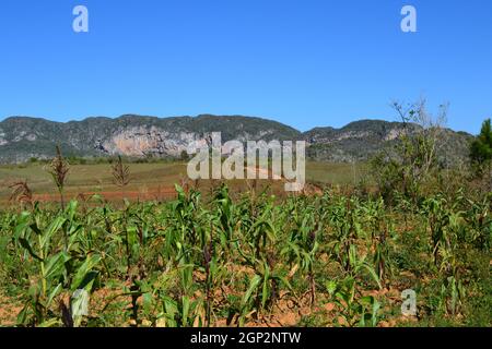 Maispflanzenfeld im Tal von Vinales, Kuba. Landschaft, Natur, Reisen und Tourismus. Stockfoto