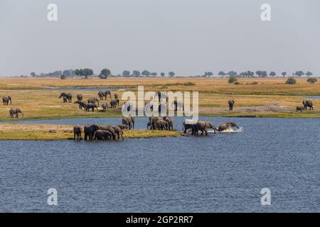 African Elephant Baden im Chobe River National Park, Botswana. Afrika Safari Wildtiere Stockfoto