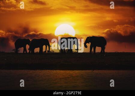 Abendsilhouette bei Sonnenuntergang von African Elephant, Botswana. Afrika Safari Wildtiere Stockfoto