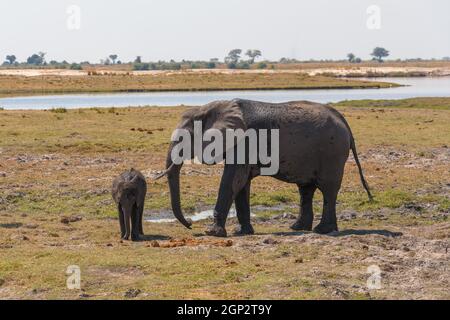 Afrikanische Elefantenmutter kümmern sich um kleines Baby im Chobe River National Park, Botswana. Afrika Safari Wildtiere Stockfoto