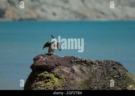 Pied Shag Phalacrocorax varius Trocknen. Cape Kidnappers Gannet Reserve. Nordinsel. Neuseeland. Stockfoto