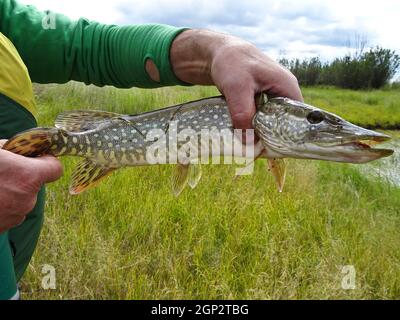 Frisch gefangener großer Hecht in den Händen eines Fischers. Glücksfall. Stockfoto