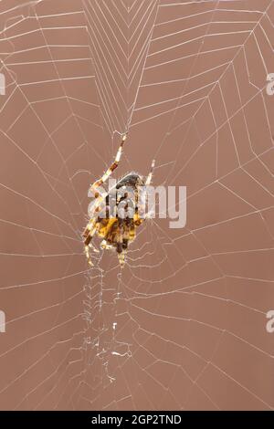 Kreuzspinne (Araneus Diadematus) Stockfoto