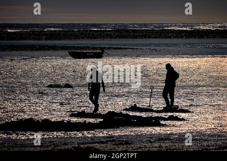 Lugworming ( (arenicola Marina)) Stockfoto