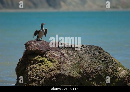 Pied Shag Phalacrocorax varius Trocknen. Cape Kidnappers Gannet Reserve. Nordinsel. Neuseeland. Stockfoto