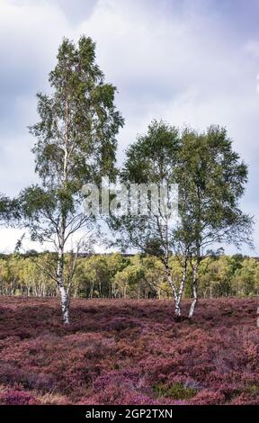 Silberbirken und blühende Heidekraut in der Nähe von Surprise View und Hathersage, Peak District National Park, Derbyshire, England Stockfoto